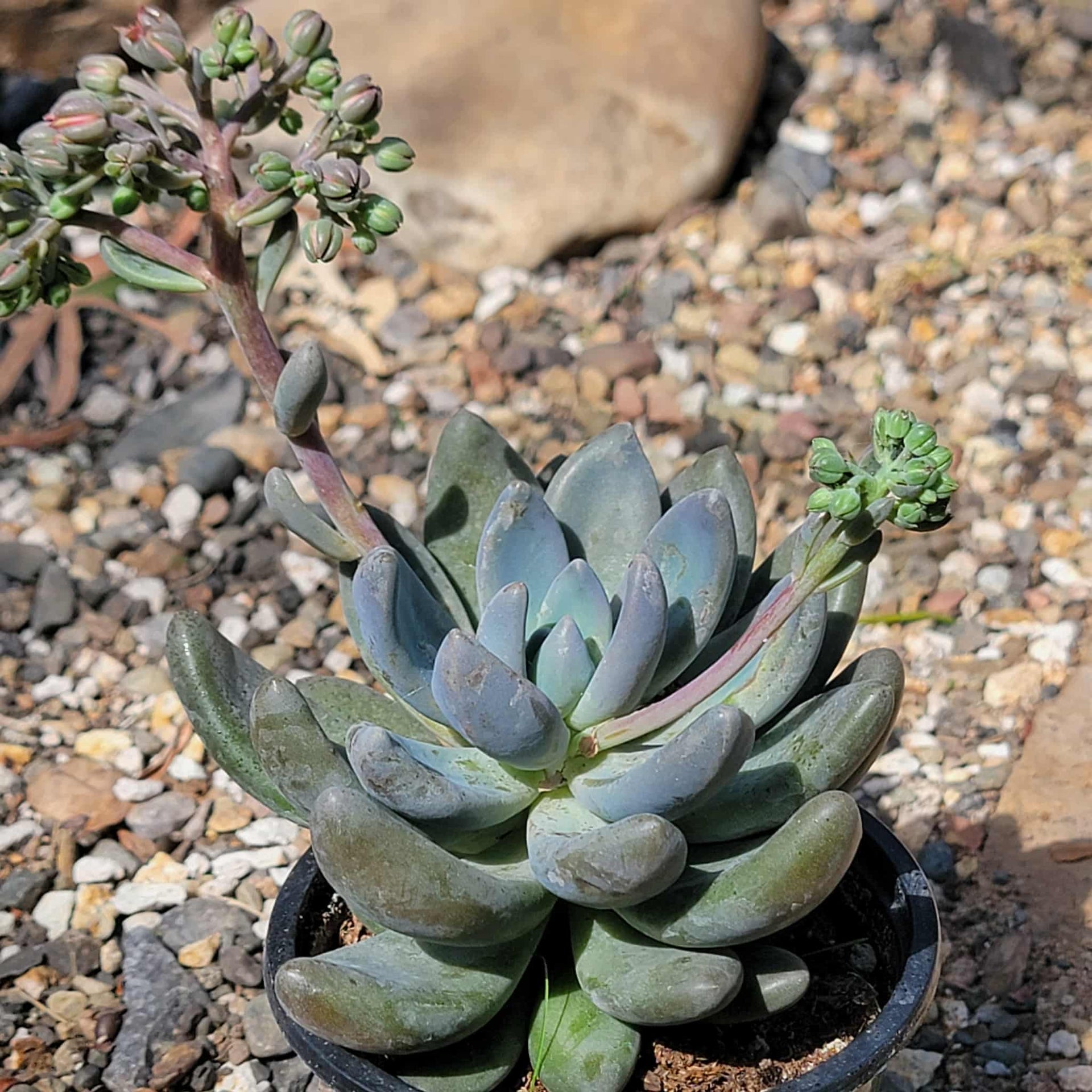 tolimanensis succulent Echeveria haagai 'Tolimanensis'