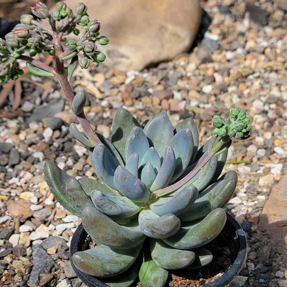 Echeveria haagai 'Tolimanensis' - 4 Inch Assorted - Succulent - DesertScapeSucculent