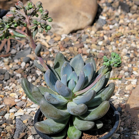 Echeveria haagai 'Tolimanensis' - 4 Inch Assorted - Succulent - DesertScapeSucculent