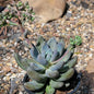 Echeveria haagai 'Tolimanensis' - 4 Inch Assorted - Succulent - DesertScapeSucculent