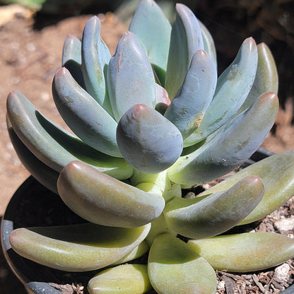 Echeveria haagai 'Tolimanensis'