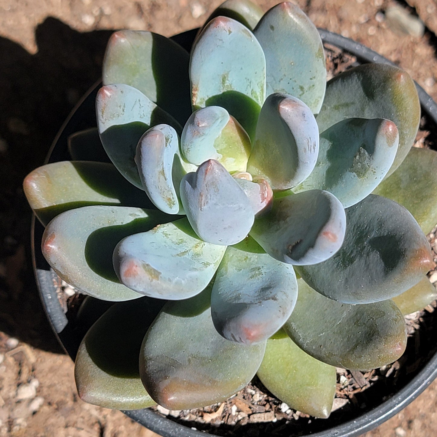 Echeveria haagai 'Tolimanensis'