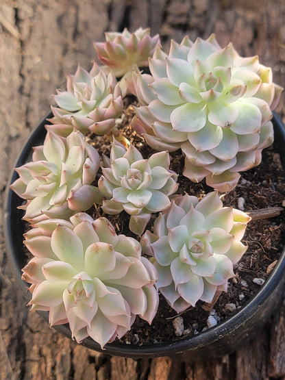 Echeveria halbingeri 'Margaret' f. variegata