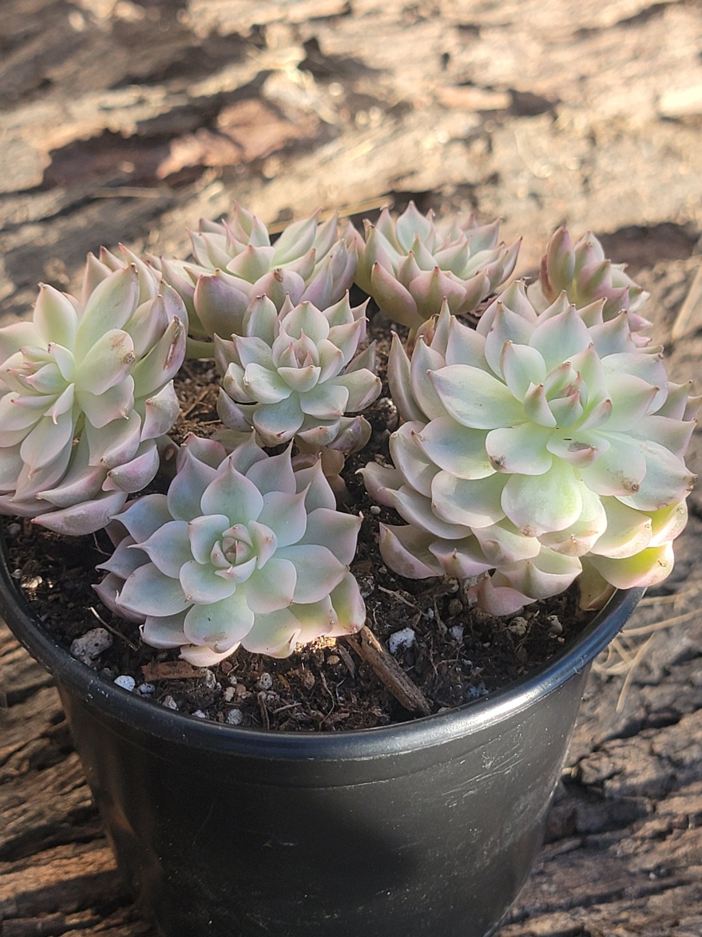 Echeveria halbingeri 'Margaret' f. variegata