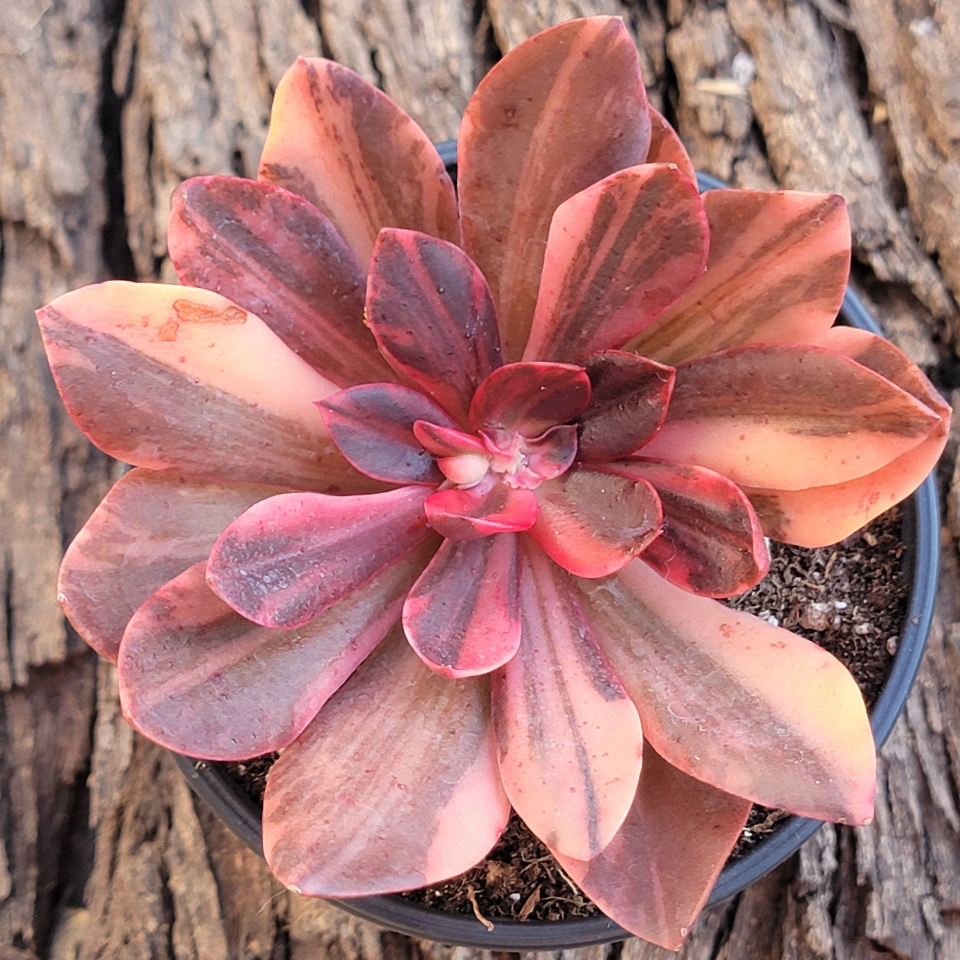 pink variegated succulent Echeveria 'Hanaikada' Variegated – DesertScapeSucculent