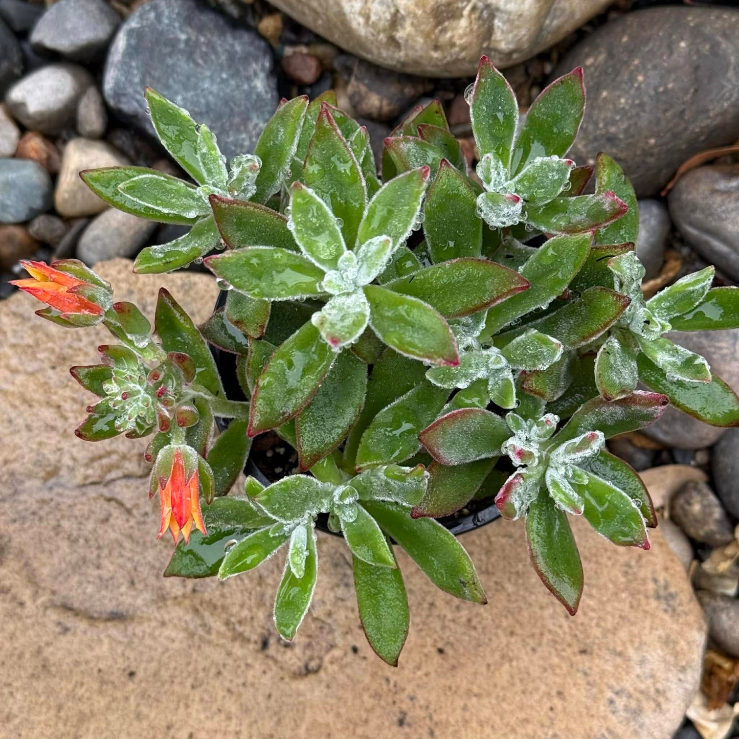 DesertScapeSucculent Succulent 4 Inch Assorted Echeveria Harmsi 'Ruby Slippers'