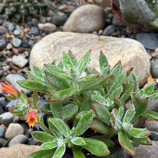 DesertScapeSucculent Succulent 4 Inch Assorted Echeveria Harmsi 'Ruby Slippers'