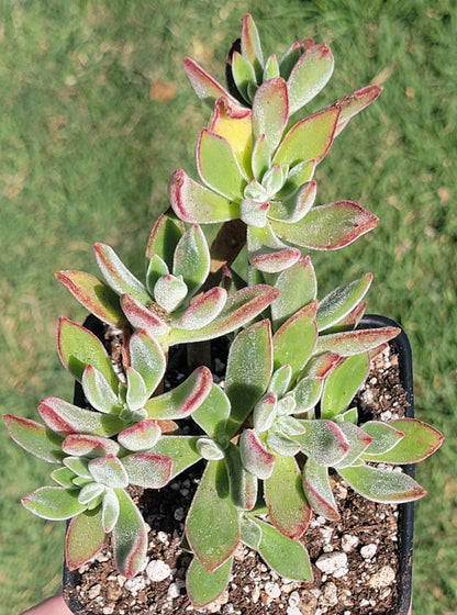 Echeveria Harmsi 'Pantoufles Rubis'