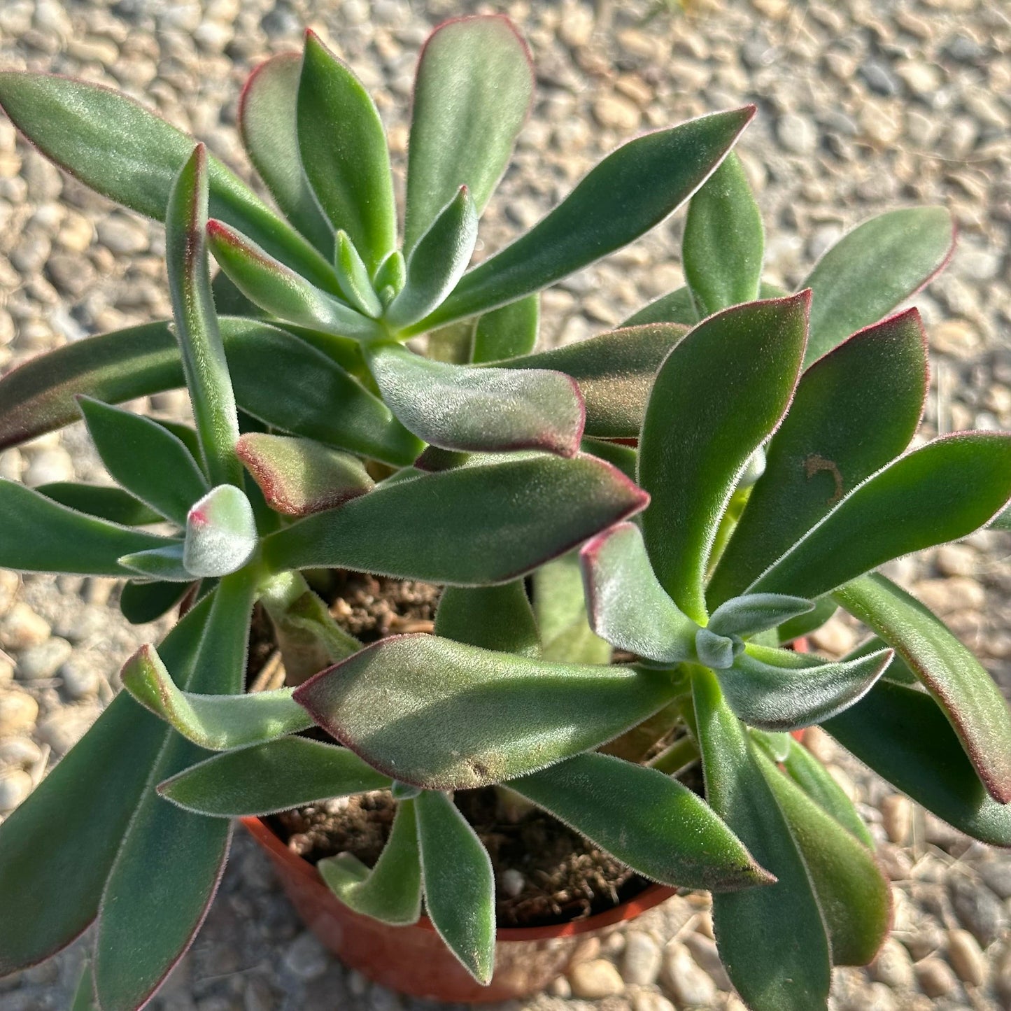 Echeveria Harmsi 'Zapatillas de rubí'