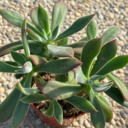 Echeveria Harmsi 'Pantoufles Rubis'