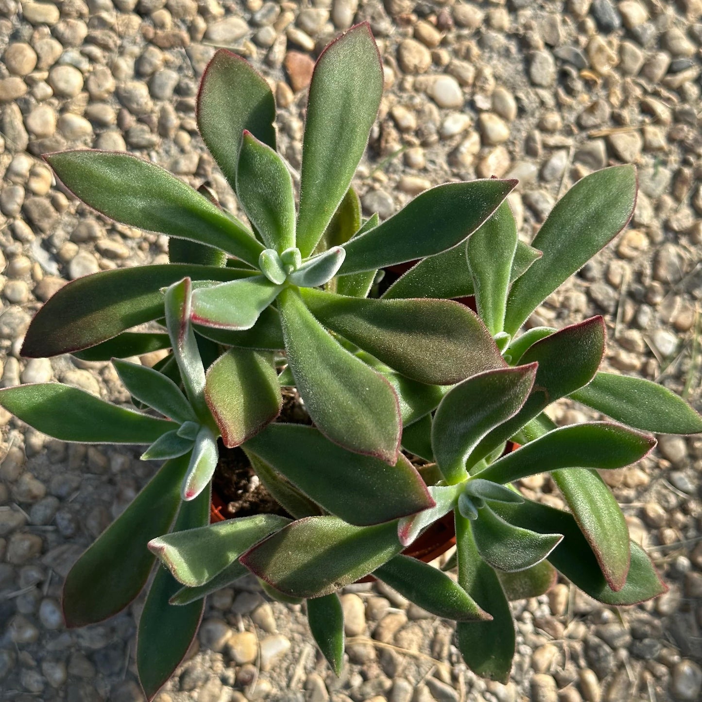 Echeveria Harmsi 'Zapatillas de rubí'