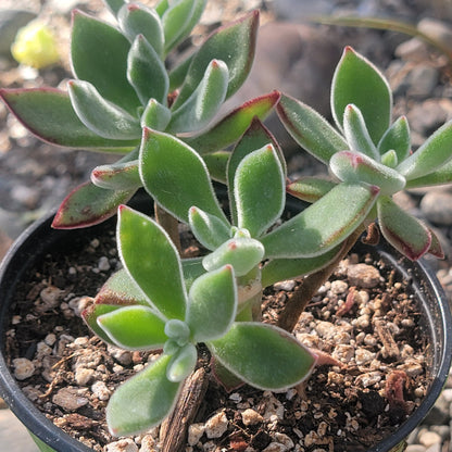 Echeveria Harmsi 'Zapatillas de rubí'