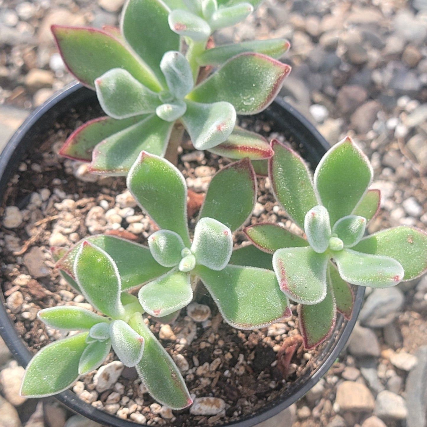 Echeveria Harmsi 'Pantoufles Rubis'