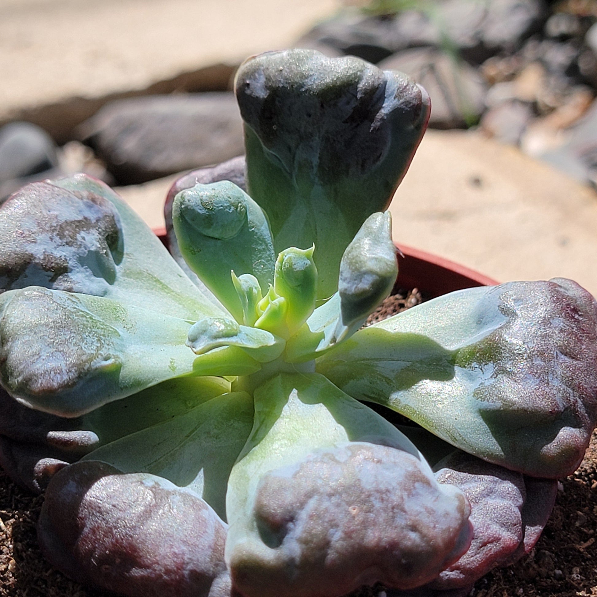 Echeveria 'Heart's Delight' - 4 Inch Assorted - Succulent - DesertScapeSucculent
