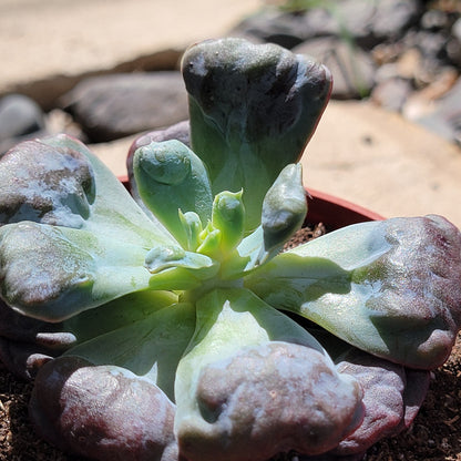 Echeveria 'Heart's Delight'