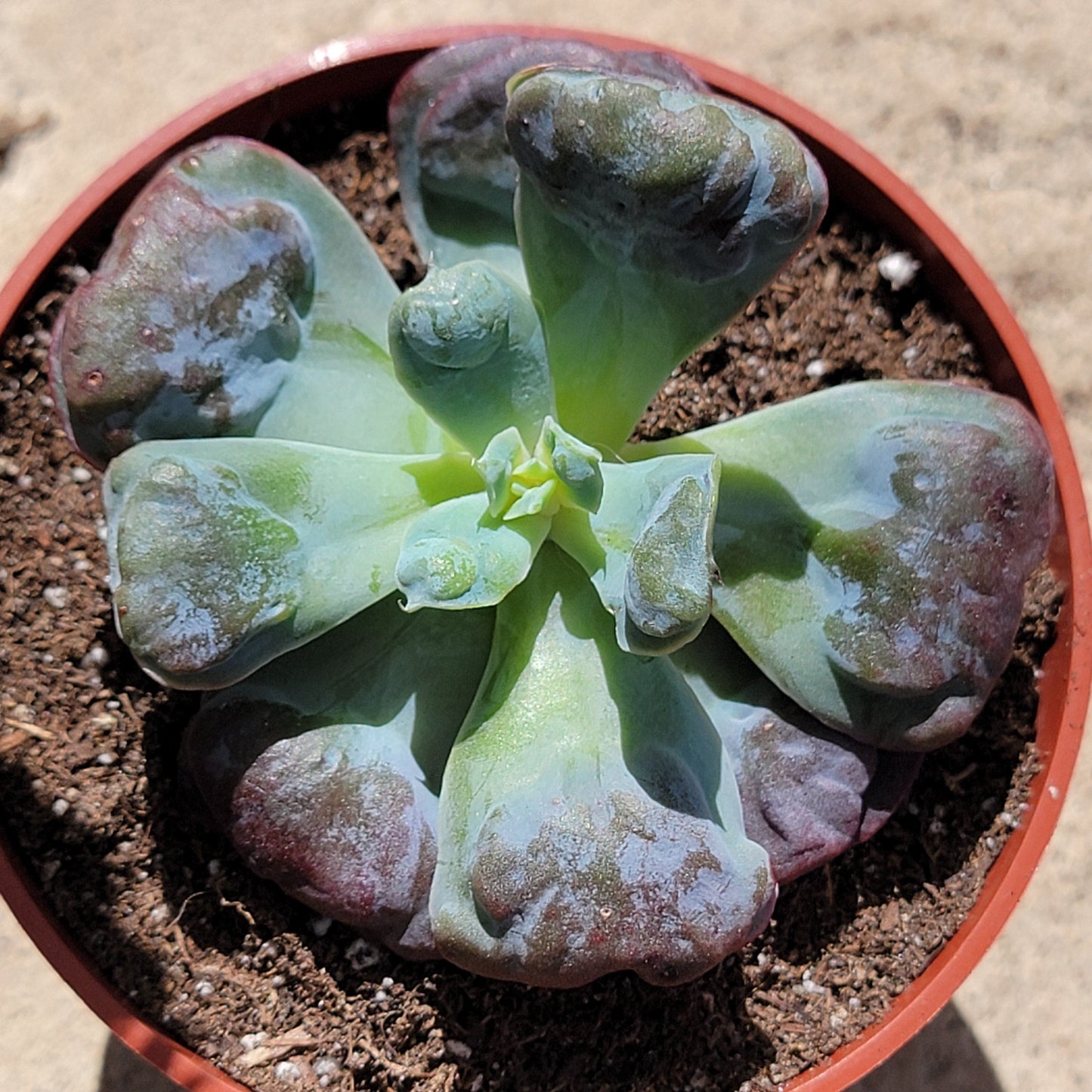 Echeveria 'Heart's Delight'