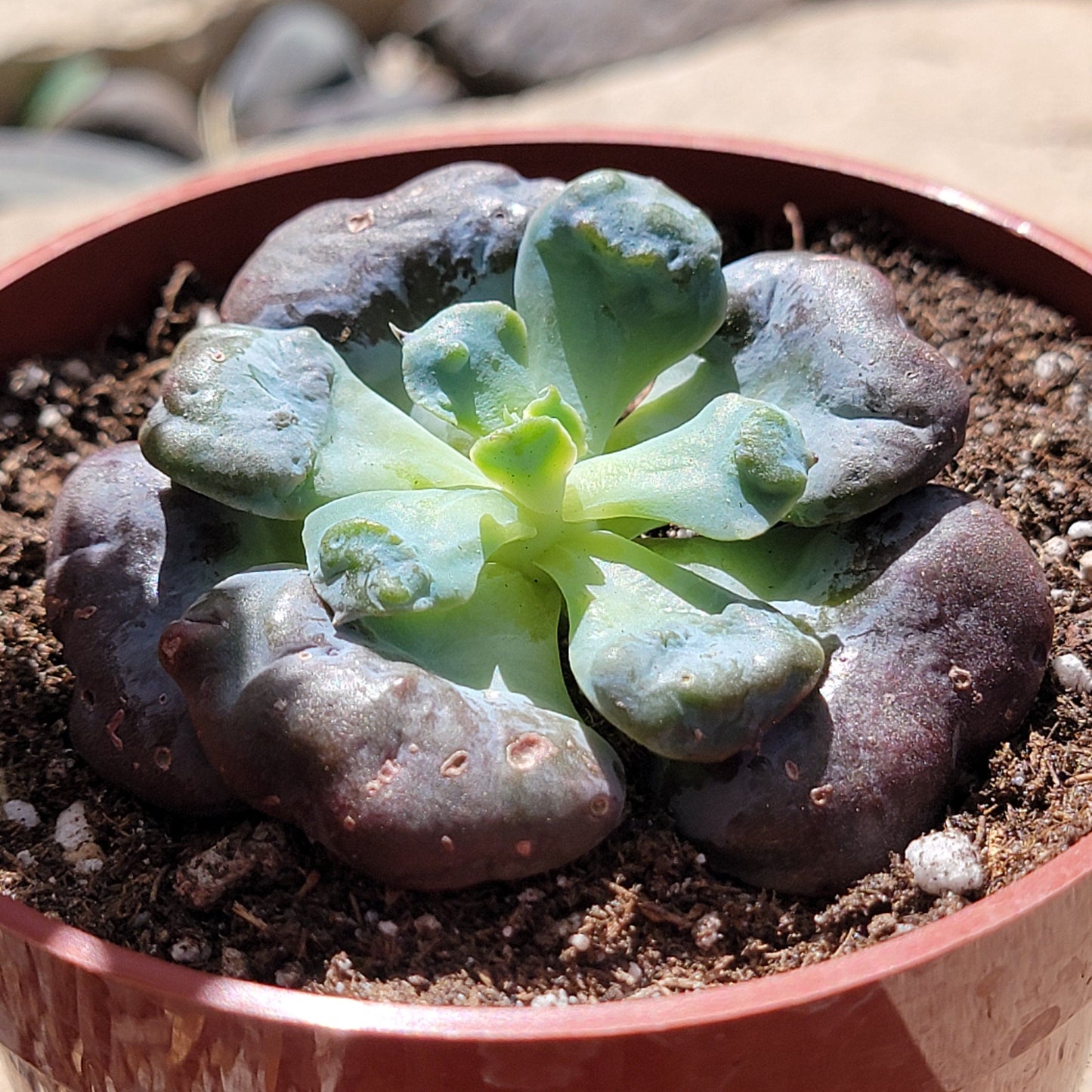 Echeveria 'Heart's Delight'