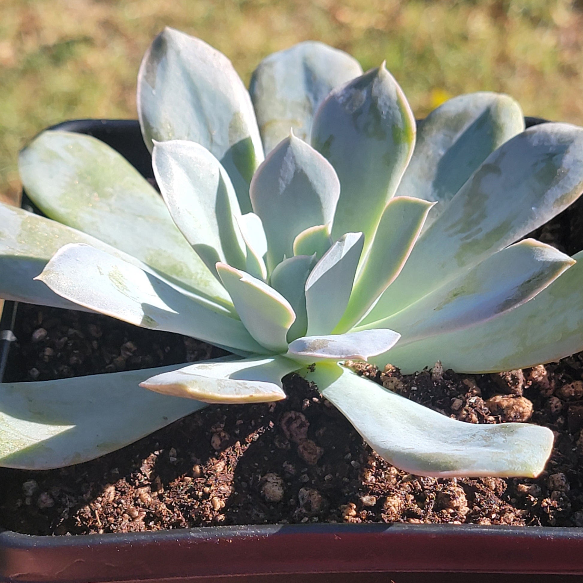 holy gate succulent Echeveria 'Holy Gate' – DesertScapeSucculent