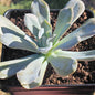 Echeveria 'Holy Gate' - Single 6A - Succulent - DesertScapeSucculent