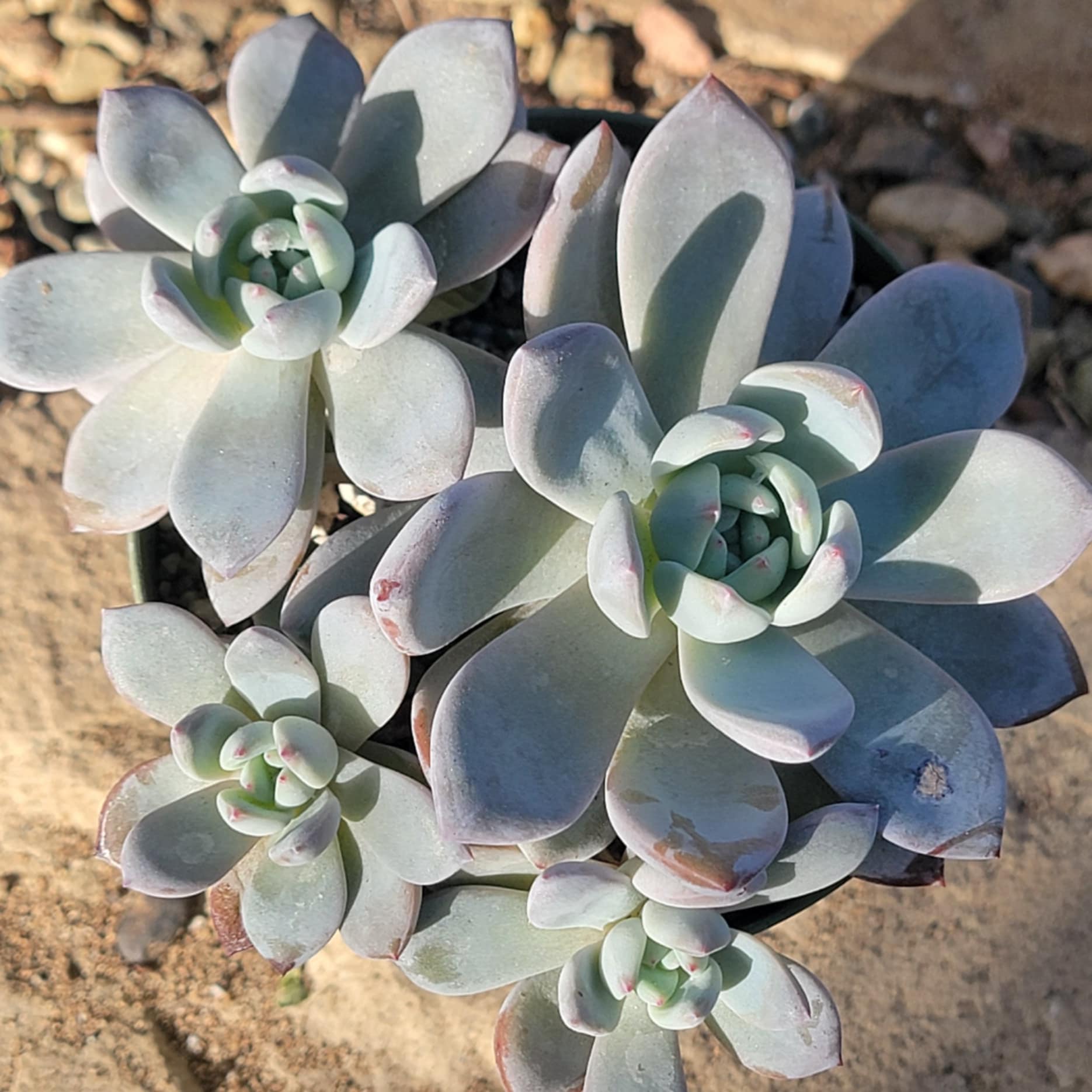 DesertScapeSucculent Succulent 4" Cluster Echeveria 'Hoshikage'