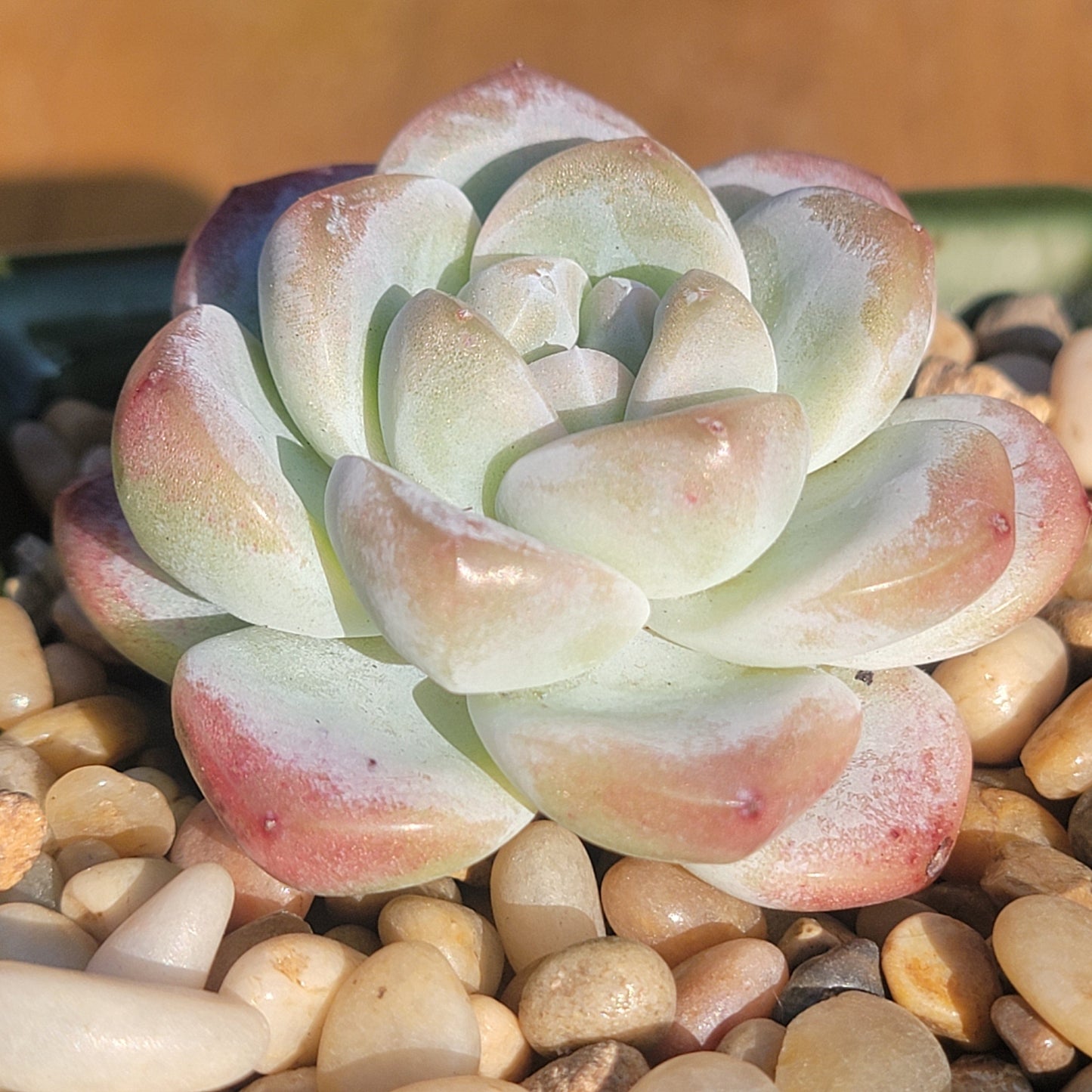 Echeveria 'Ice Green'