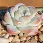 Echeveria 'Ice Green' - 4 Inch Assorted - Succulent - DesertScapeSucculent