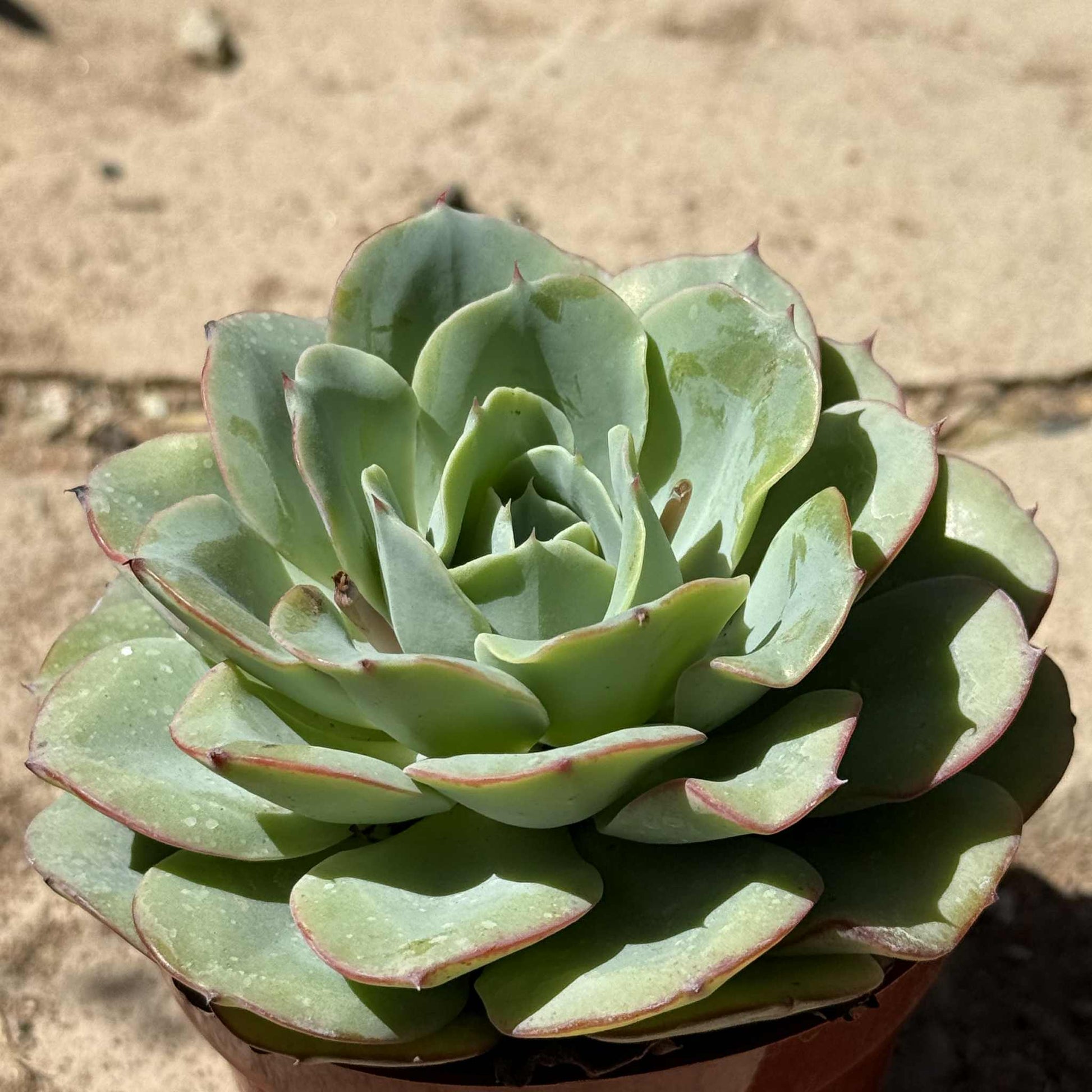 echeveria blue rose imbricata succulent Echeveria 'Imbricata' 'Blue Rose' – DesertScapeSucculent