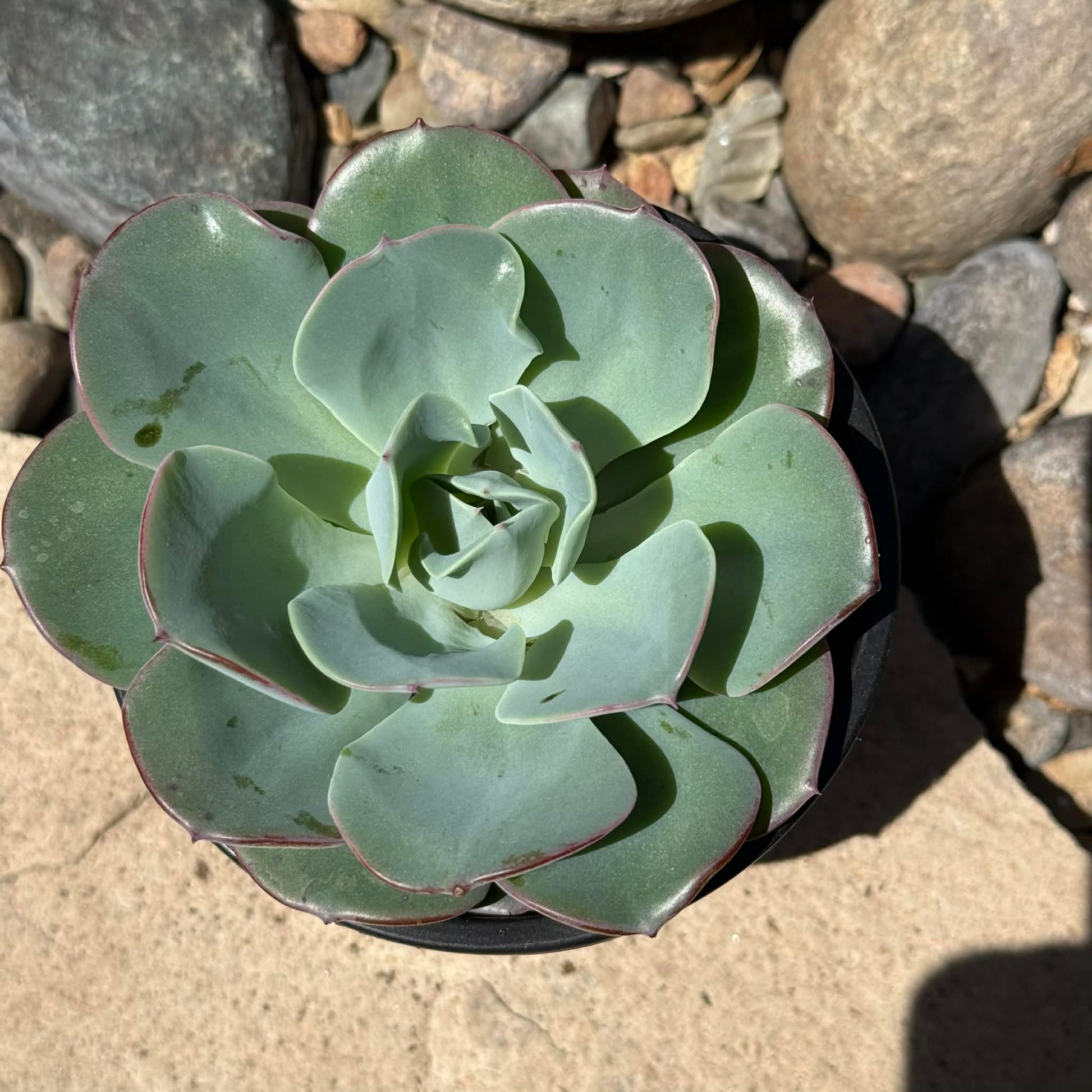 DesertScapeSucculent Succulent Echeveria 'Imbricata' 'Blue Rose'