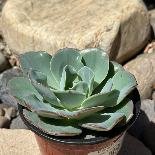 DesertScapeSucculent Succulent 4 Inch Assorted Echeveria 'Imbricata' 'Blue Rose'
