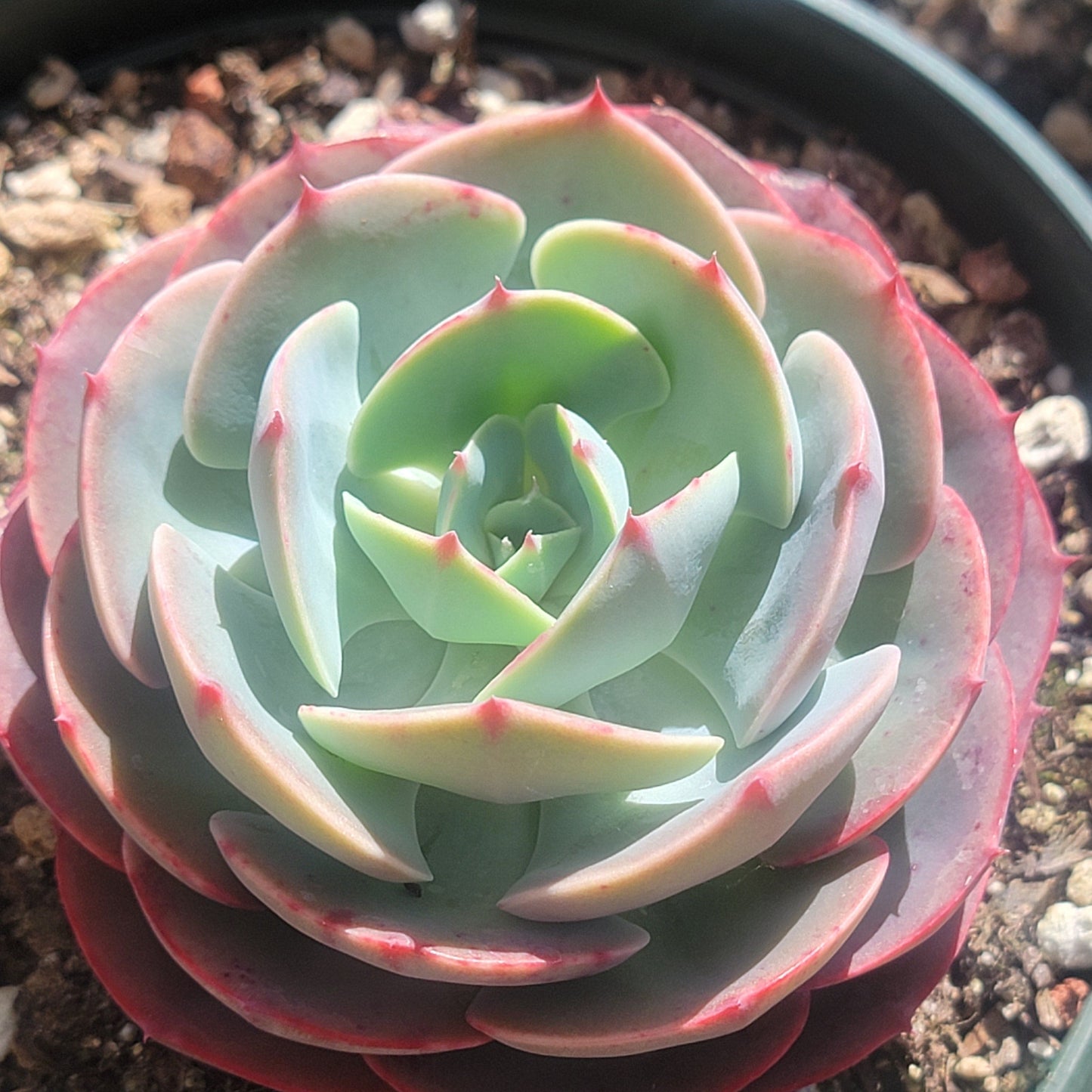 Echeveria 'Imbricata' 'Blue Rose'