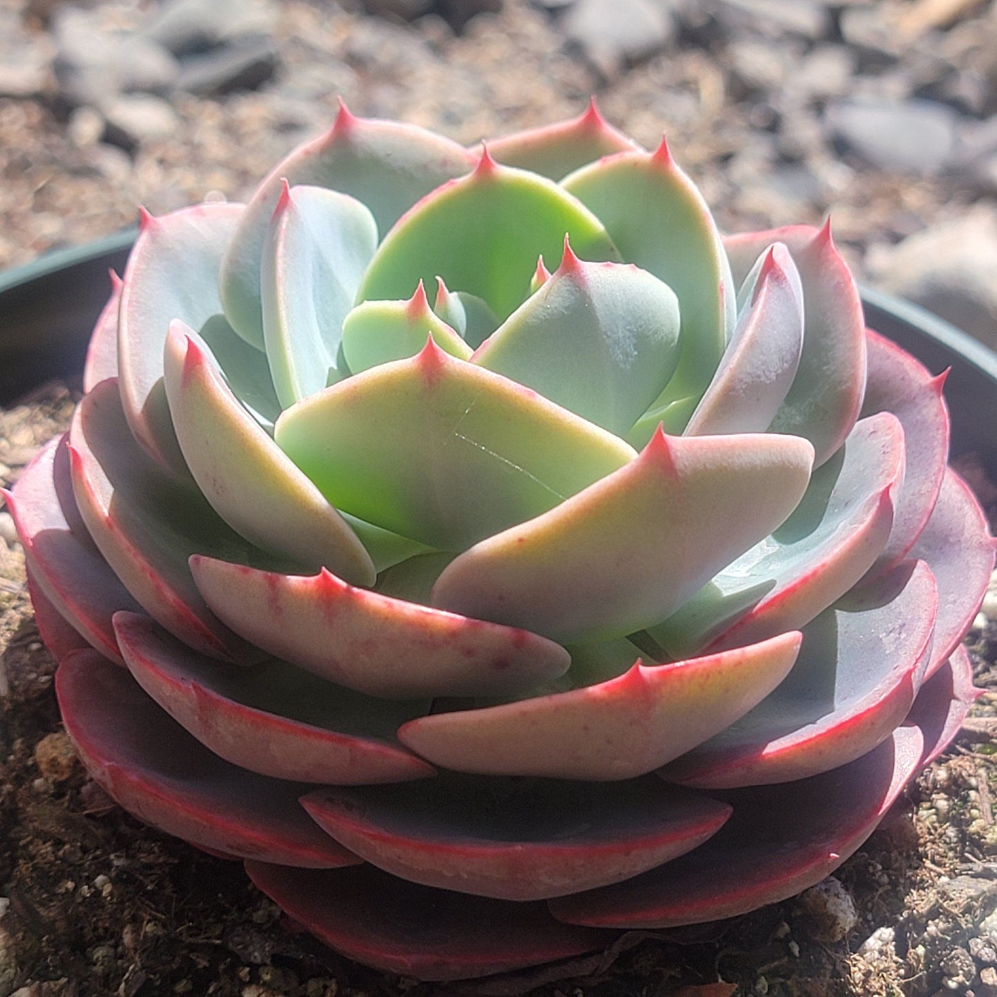 Echeveria 'Imbricata' 'Blue Rose'