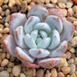 Echeveria 'Ivory' - 4 Inch Assorted - Succulent - DesertScapeSucculent