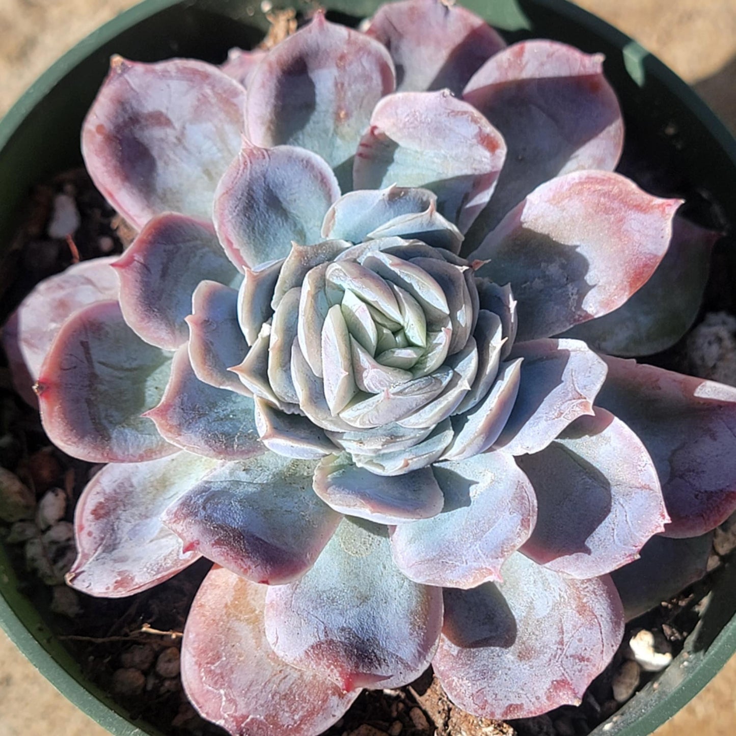 DesertScapeSucculent Succulent 4" Assorted Echeveria 'Japanese Snowball'