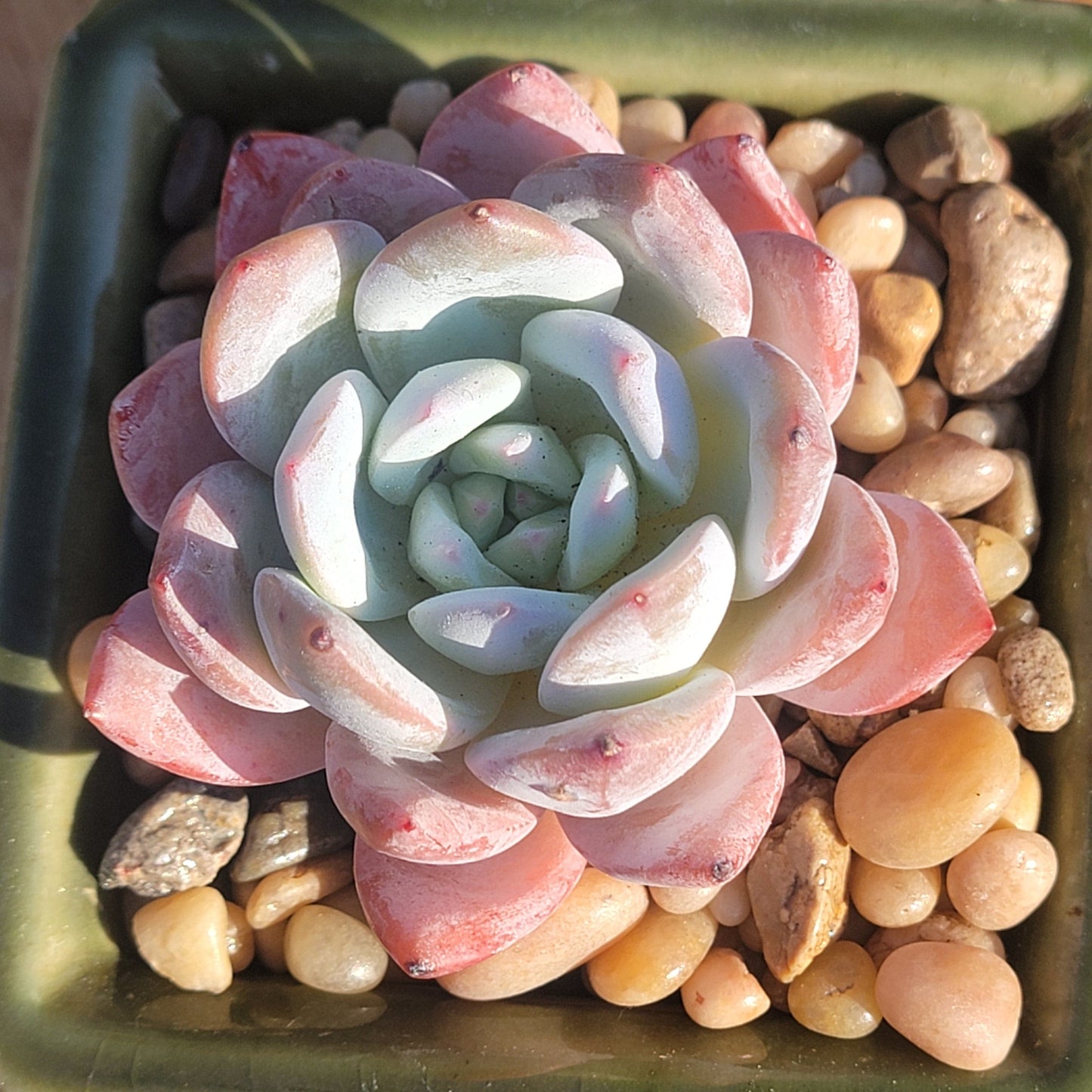 Echeveria laui Hybrid