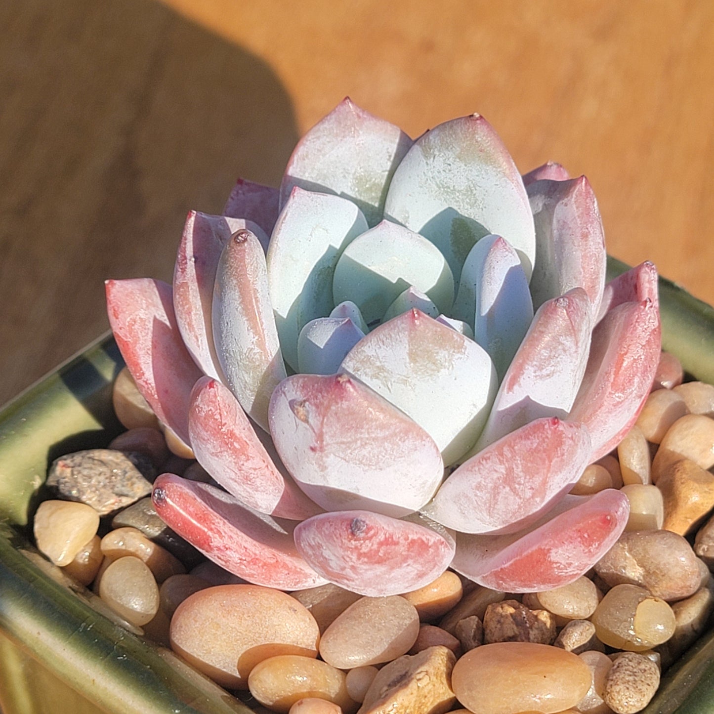 Echeveria laui Hybrid