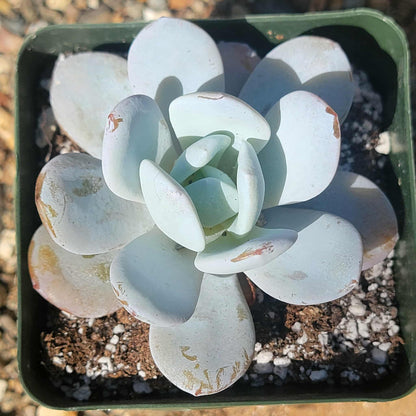Echeveria lauii - 4" Assorted - Succulent - DesertScapeSucculent
