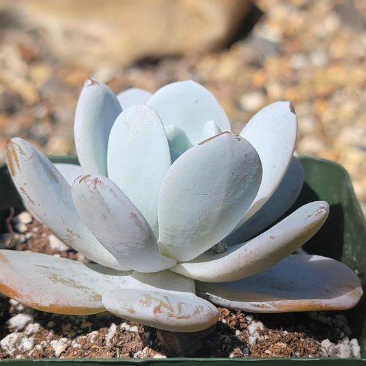 Echeveria lauii - 4" Assorted - Succulent - DesertScapeSucculent