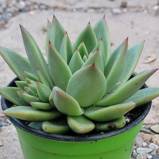 Echeveria 'Lemaire' - 4 Inch Assorted - Succulent - DesertScapeSucculent