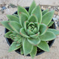 Echeveria 'Lemaire' - 4 Inch Assorted - Succulent - DesertScapeSucculent