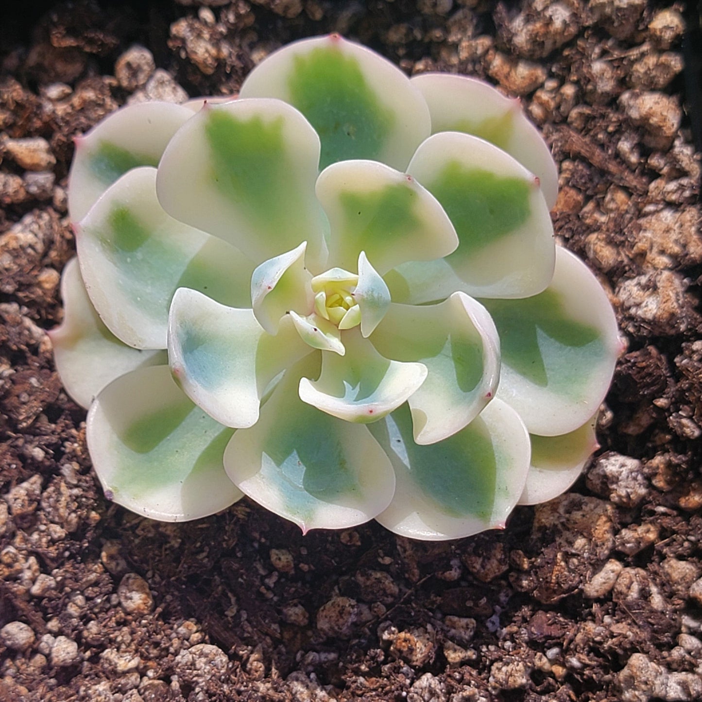 Echeveria 'Lenore Dean' Variegated