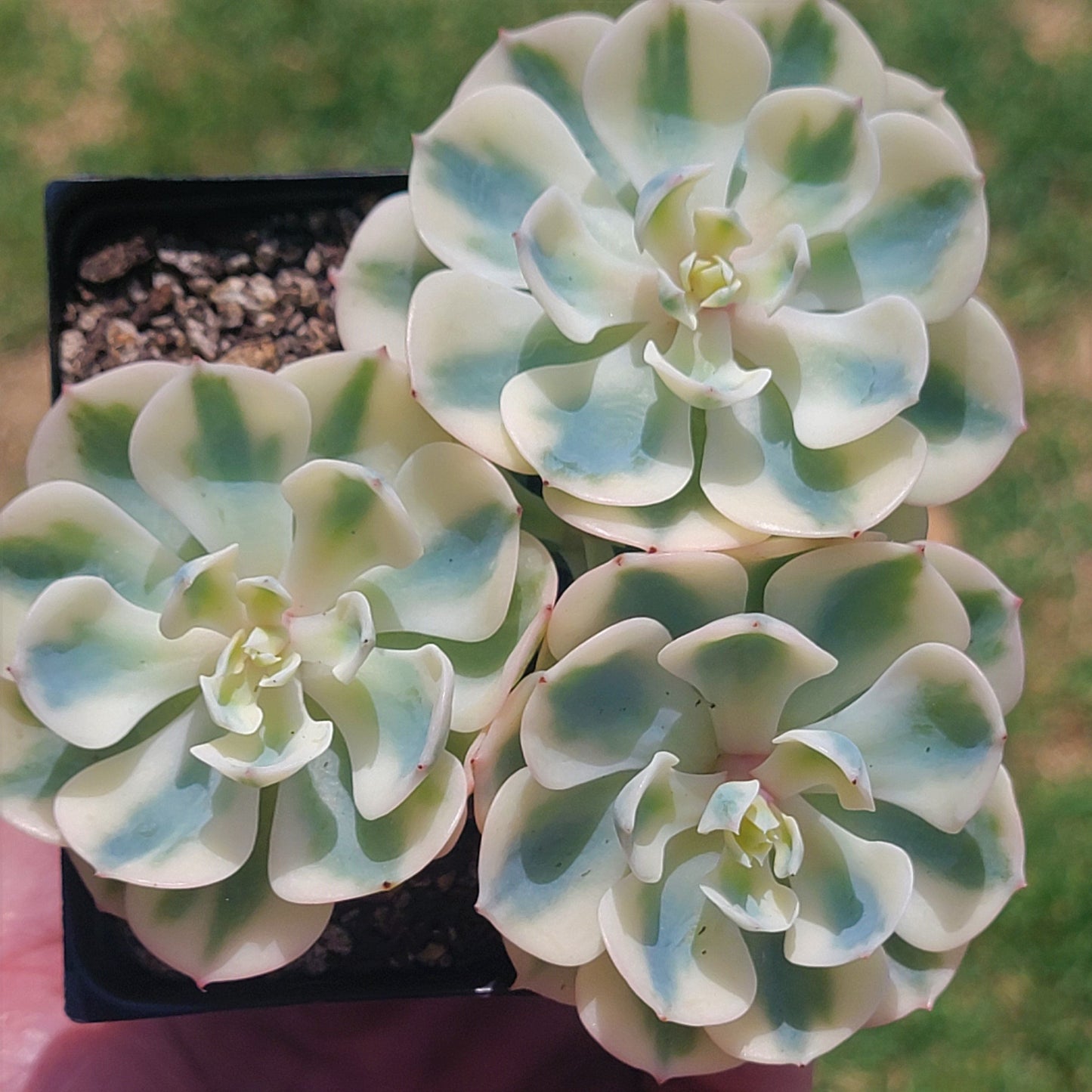 Echeveria 'Lenore Dean' panachée (succulente coréenne rare)