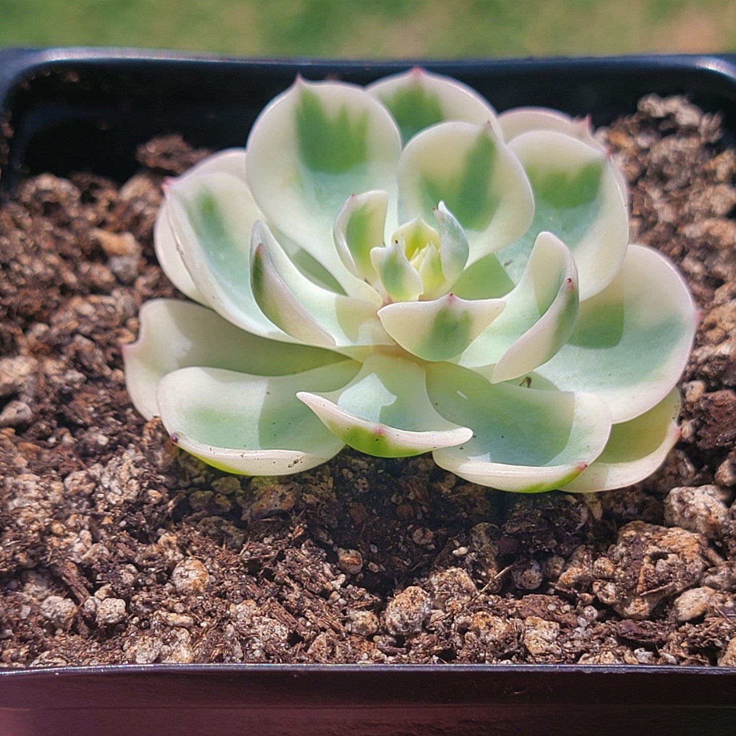 Echeveria 'Lenore Dean' panachée (succulente coréenne rare)