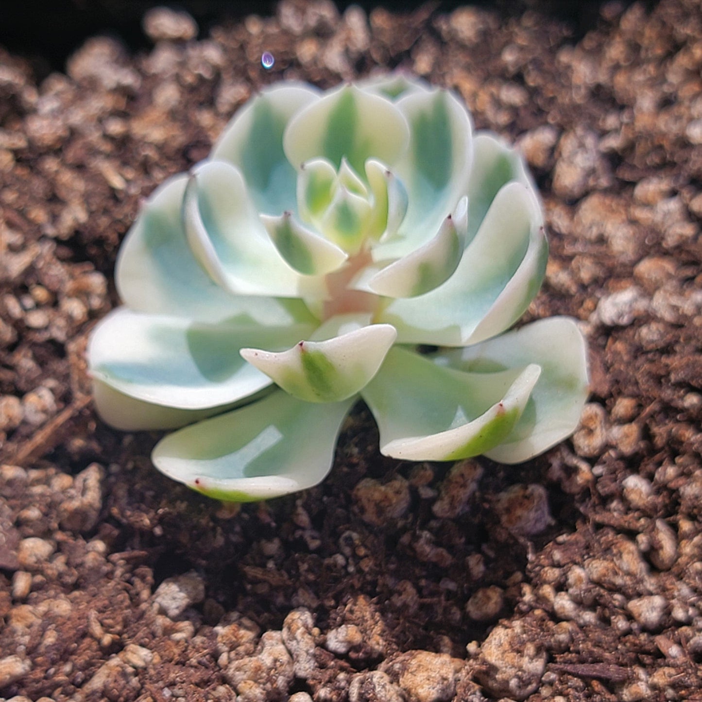 Echeveria 'Lenore Dean' Variegated