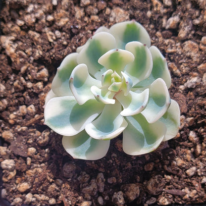 Echeveria 'Lenore Dean' panachée (succulente coréenne rare)