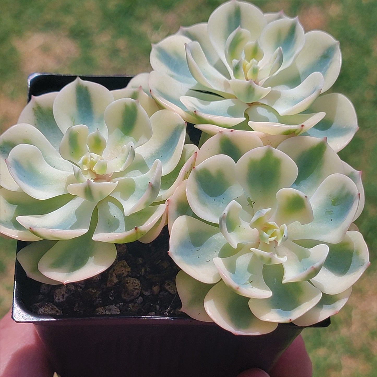 Echeveria 'Lenore Dean' Variegated (rara suculenta coreana)