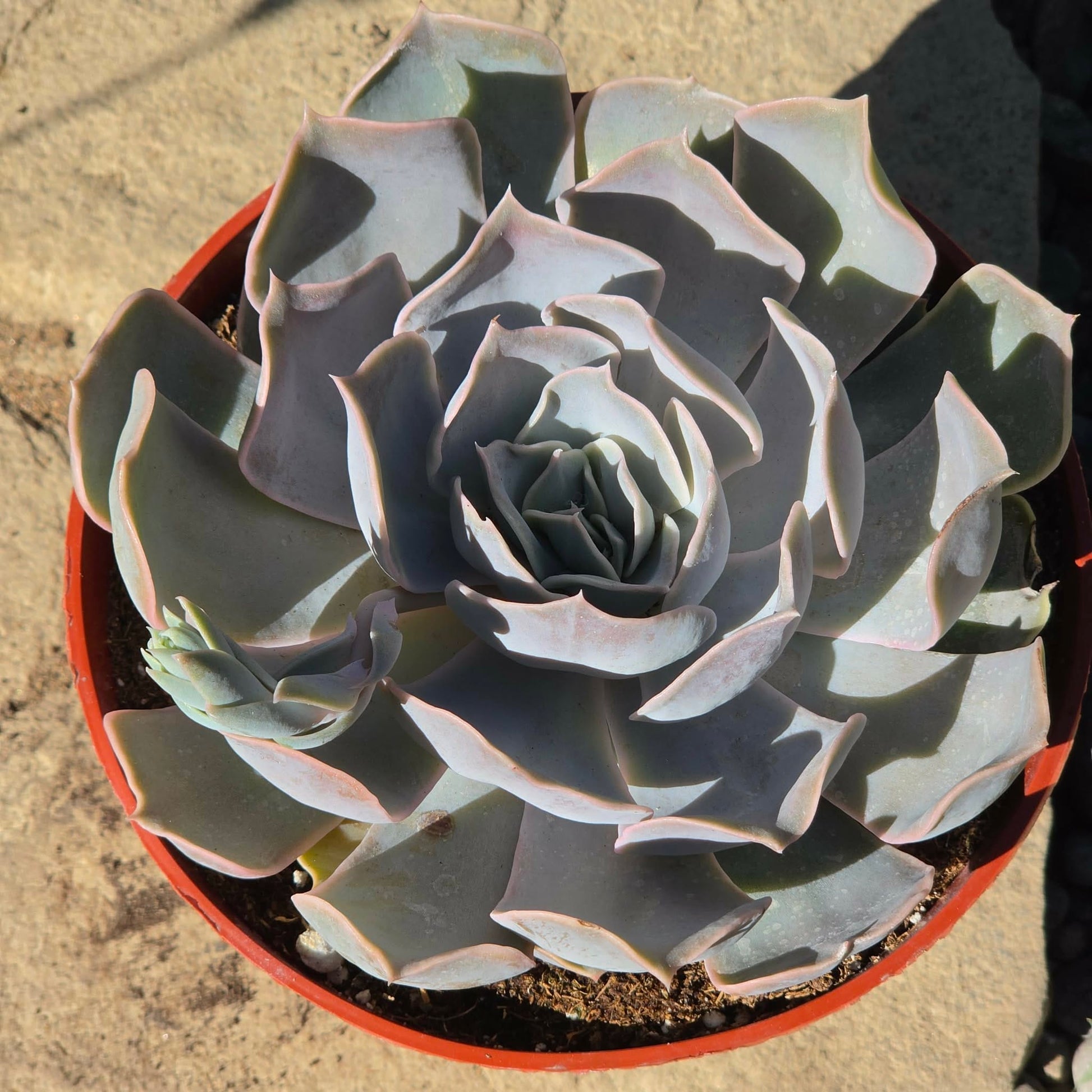 DesertScapeSucculent Succulent Echeveria Lilacina 'Ghost'