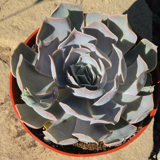 DesertScapeSucculent Succulent Echeveria Lilacina 'Ghost'