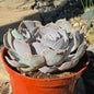 DesertScapeSucculent Succulent Echeveria Lilacina 'Ghost'