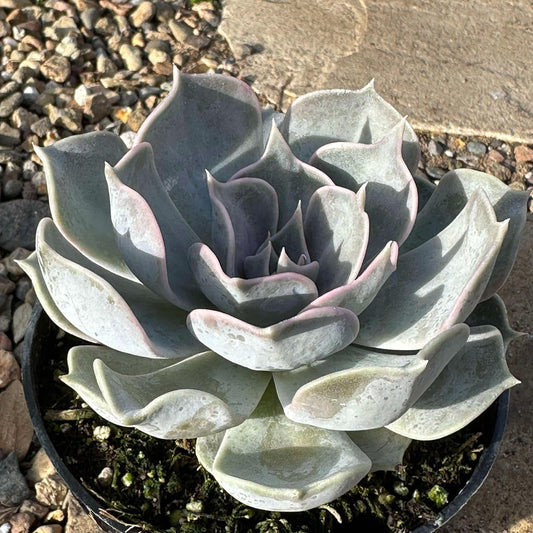 DesertScapeSucculent Succulent 4" Assorted Echeveria Lilacina 'Ghost'