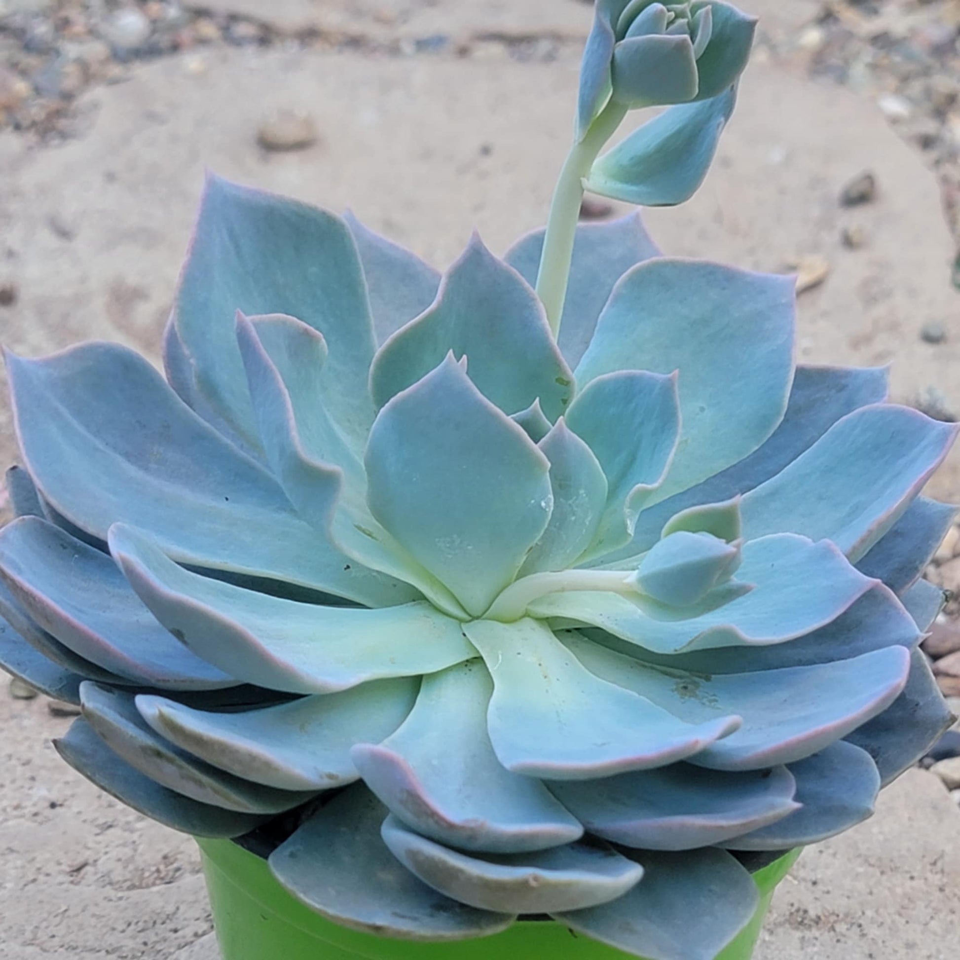Echeveria Lilacina 'Ghost' - 4 Inch Assorted - Succulent - DesertScapeSucculent
